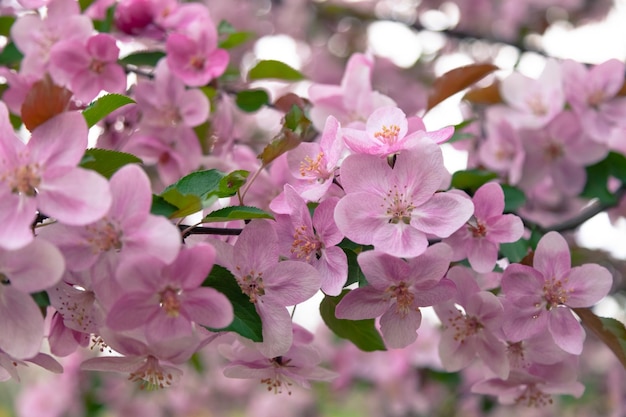 Roze bloemen van een sierappelboom in het park