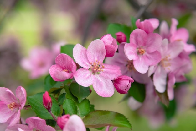 Roze bloemen van een sierappelboom in het park
