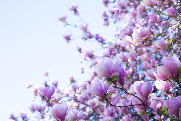 Roze bloemen van magnoliaboom in de ruimte van het de lenteexemplaar