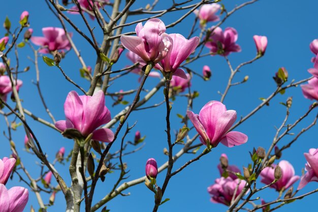 Roze bloemen van magnoliaboom in volle lente bloei macro