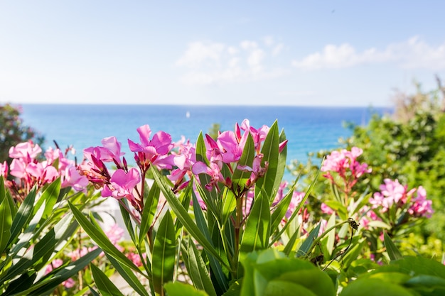 Roze bloemen van oleander bij de zee. Mooi