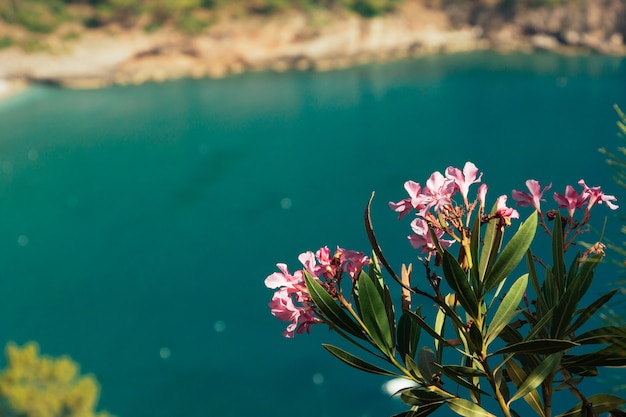 roze bloemen van oleander turquoise zee