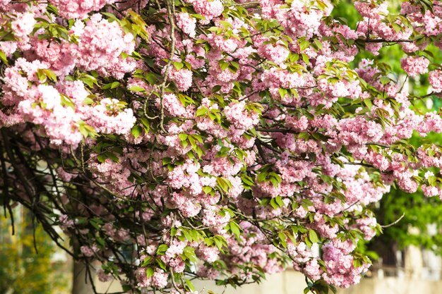 Roze bloemen van sakura bloeien van dichtbij aan de boom