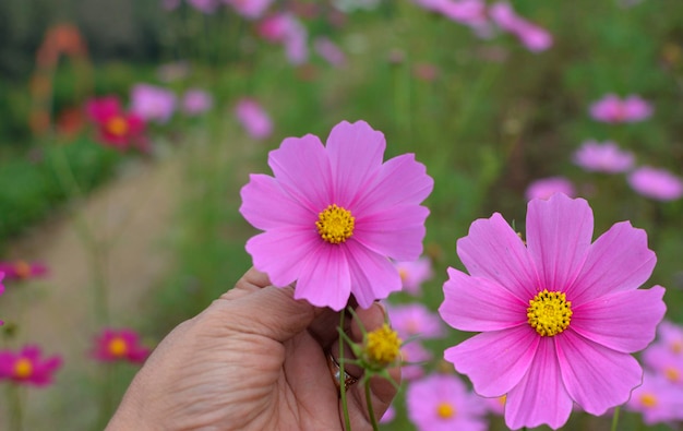 Roze bloemen zijn prachtige natuur