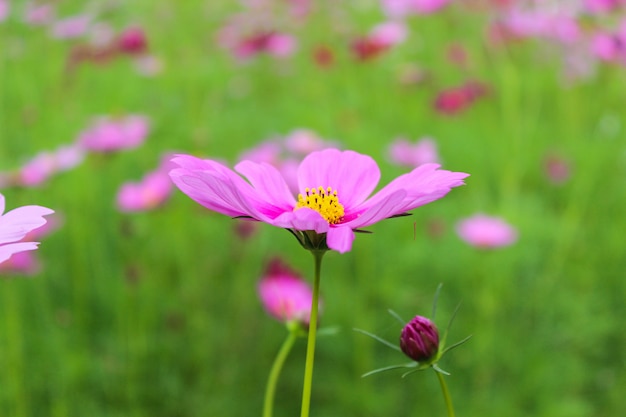 Roze bloemen. Zomer achtergrond