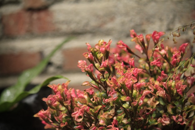 Roze bloemen