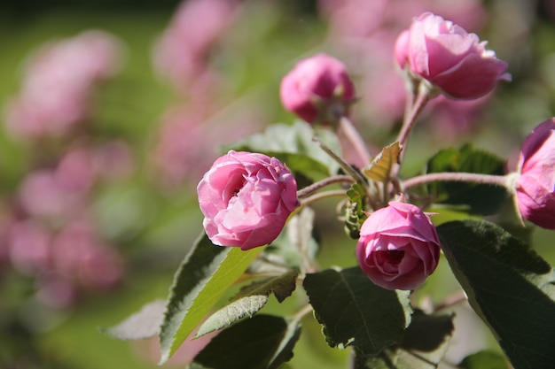 Foto roze bloemen