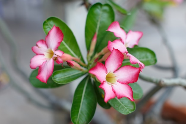 roze bloemen