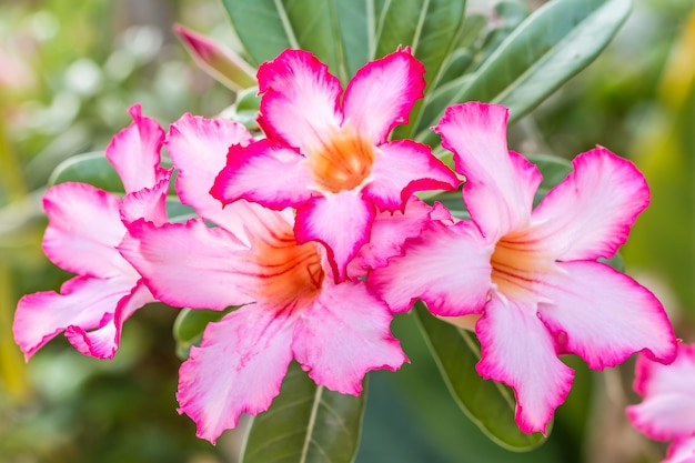 Roze bloemen