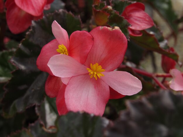 Foto roze bloemen