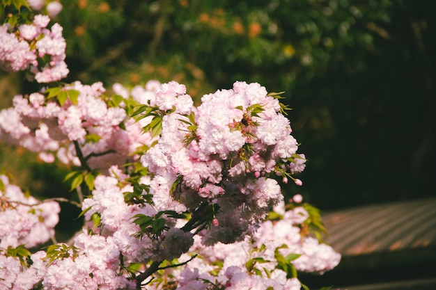 Foto roze bloemenboom