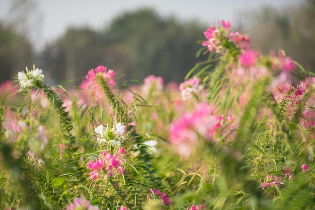 Roze bloementuin