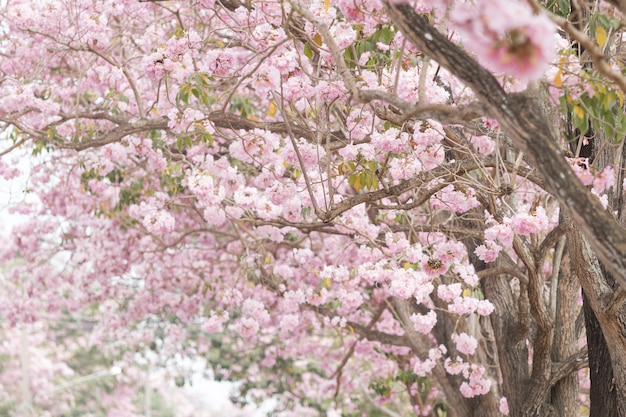 Foto roze bloemenweg