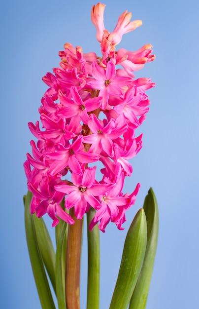 Roze bloemhyacint in studio op de blauwe achtergrond