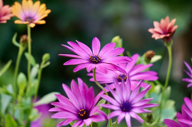 Roze bloeminstallatie in de tuin in de lente