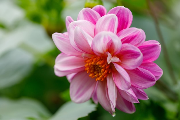 Roze bloemknop die in tuin bloeien