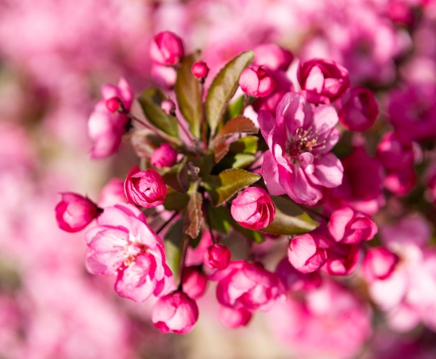 Roze bloemknoppen van bloeiende sakuraboom in de lente