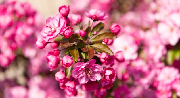 Roze bloemknoppen van bloeiende sakuraboom in de schoonheid van de de lentenatuur