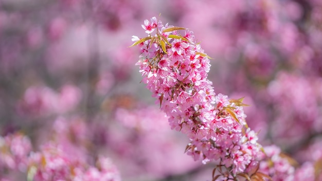 Roze Bloemtak