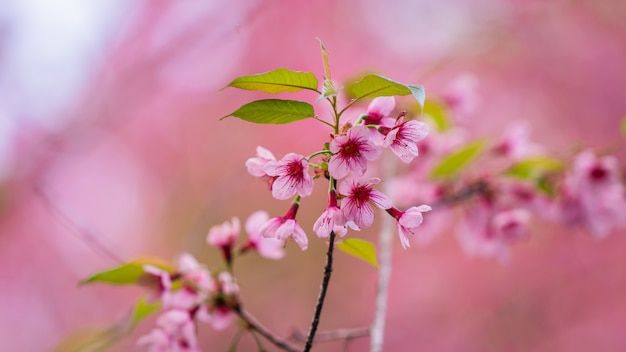 Roze Bloesem