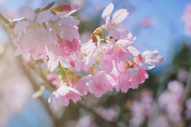 Roze bloesems op de tak met blauwe hemel tijdens de lente het bloeien