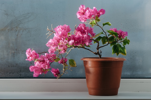 Roze bougainville groeit in een pot op de vensterbank. Beneveld glas.