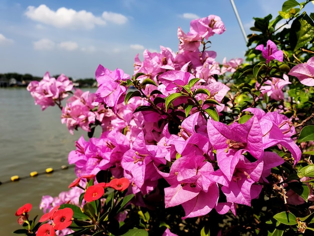 Roze bougainvillea bloemen naast de rivier