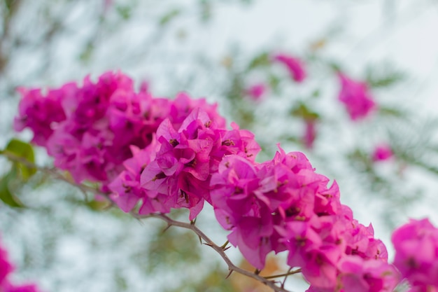 Roze bougainvillea bloemen