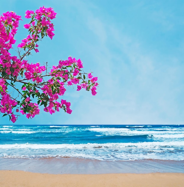 Roze bougainvillea over een gouden kust