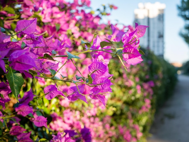 Roze Bougainvillea spectabilis bloemen stadspark zonnige dag