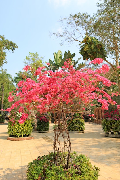 Roze bougainvilleadocument bloem in de tuin.