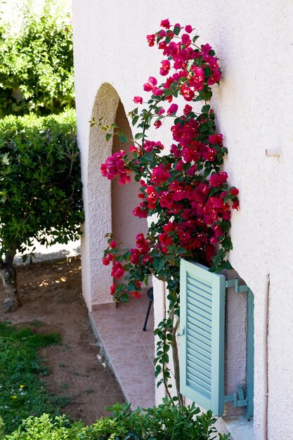 roze bougainvilleastruiken bij een lichtroze muur