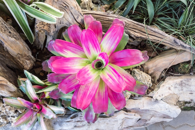 roze bromelia in de tuin