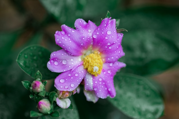 Roze cactusroze op de boom