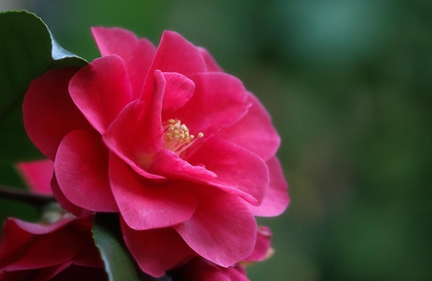 Roze cameliabloem in de tuin