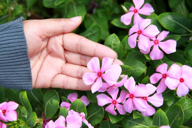 Roze catharanthus-roseus in de tuin.