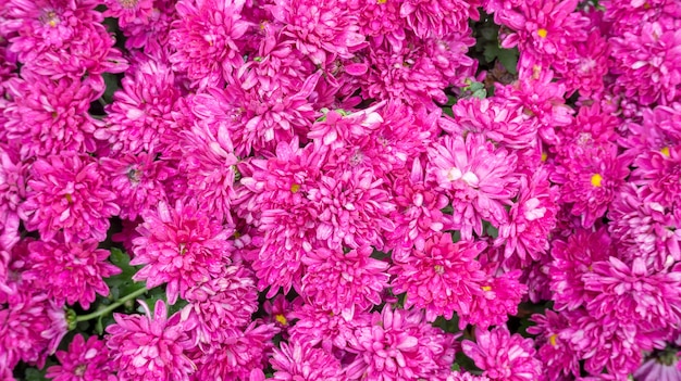 Roze chrysant bloemen in de tuin.