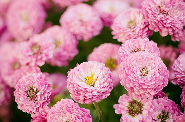 Roze chrysant bloemen macro afbeelding bloemen vintage achtergrond