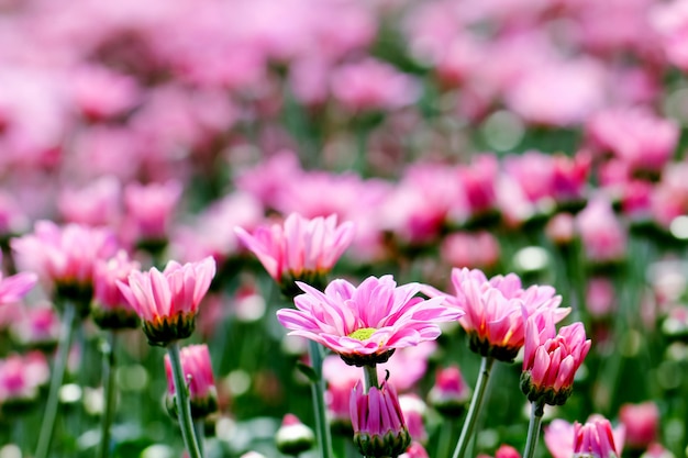 Roze chrysant bloemen