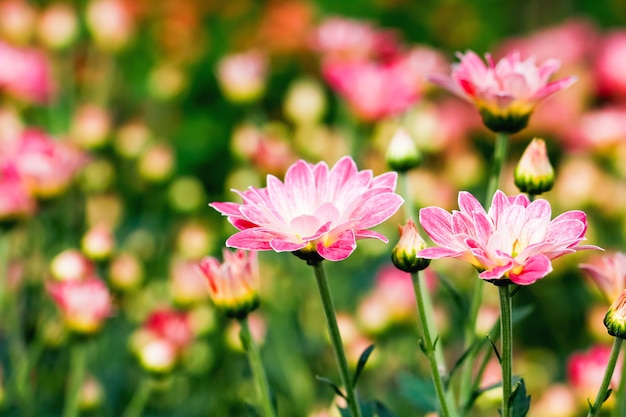 Roze chrysant bloemen