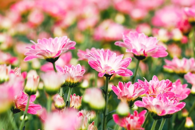 Roze chrysant bloemen