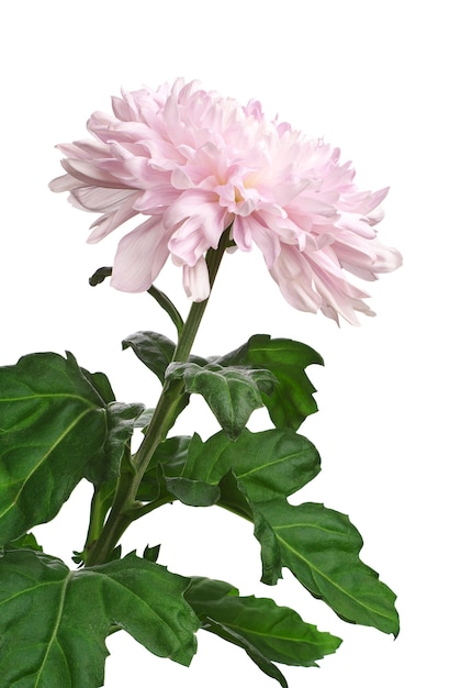 Roze chrysant geïsoleerd op witte achtergrond