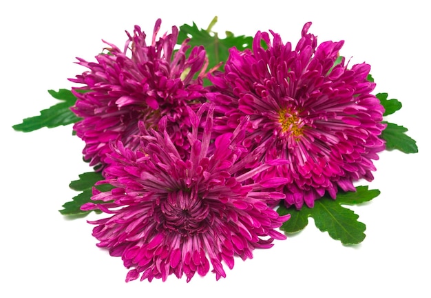 Roze chrysant met bladeren geïsoleerd op een witte achtergrond