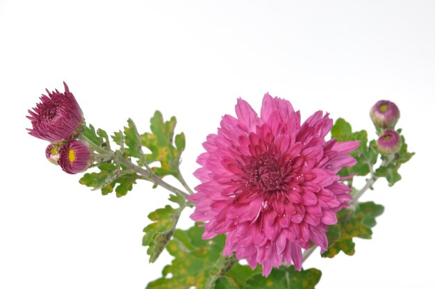 Foto roze chrysant op een witte achtergrond