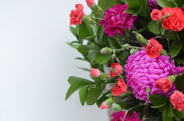 Roze chrysant op witte achtergrond