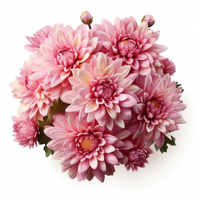 Roze chrysanten geïsoleerd op wit