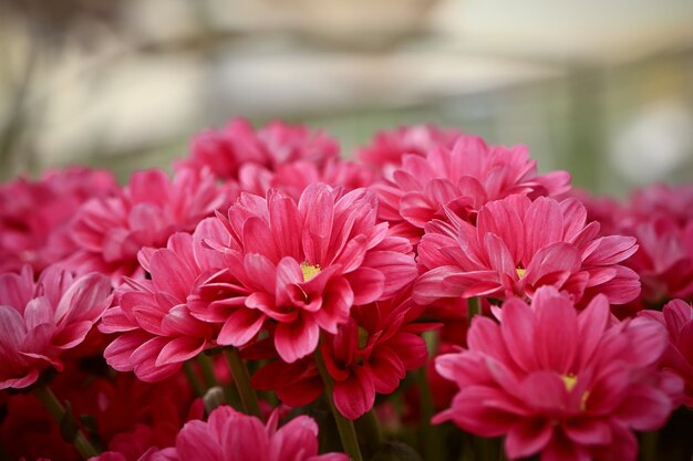 Roze chrysanten herfst bloemen. zachte selectieve focus