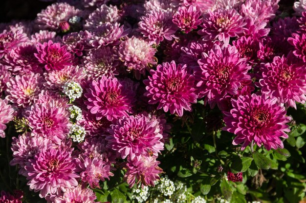 Roze chrysanten op bloembed in de tuin in de herfst