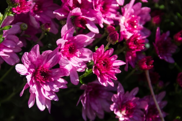 Roze chrysanten op bloembed in de tuin