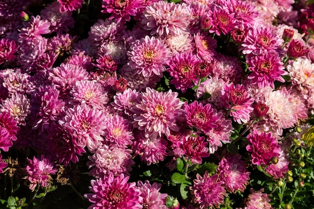 Roze chrysanten op bloembed in de tuin